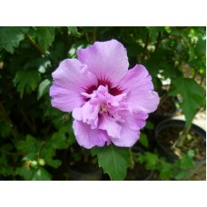 Хибискус " Lavender Chiffon"